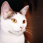 Kotě
